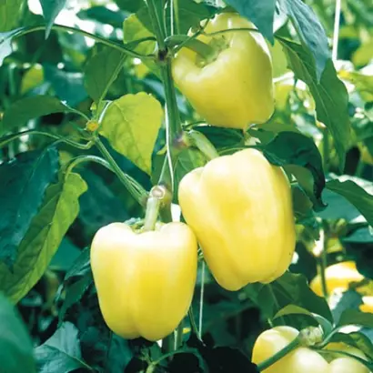 Bianca / Біанка