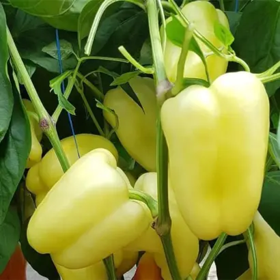 Vidre F1 / Відре F1