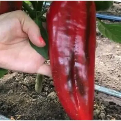 Vitalica / Віталіка