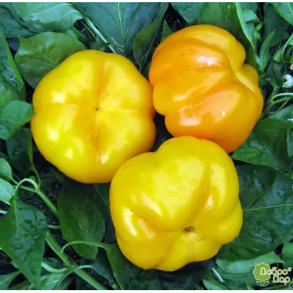 Золоте руно