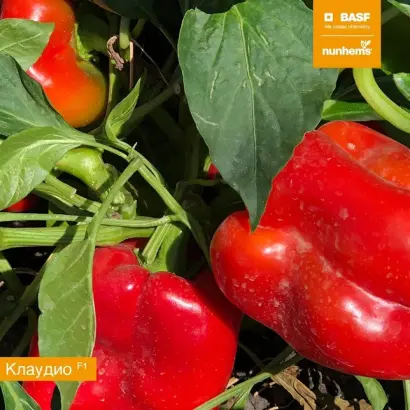 Clovis F1 / Кловіс F1