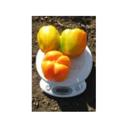 Cupido F1 / Купідо F1