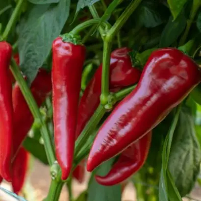 Mersisa / Мерсіса