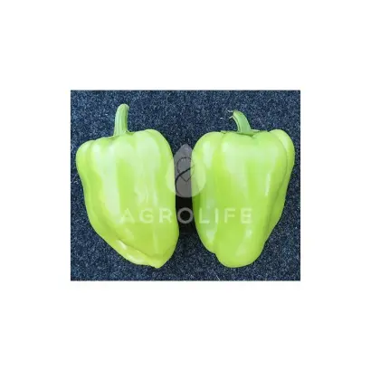 Mintos F1 / Мінтос F1