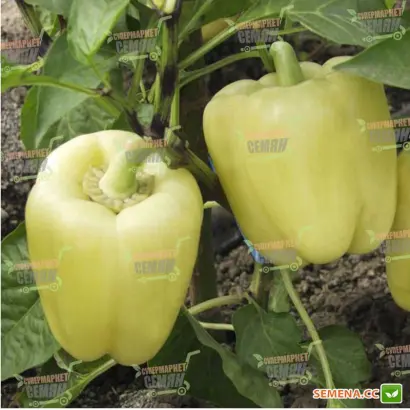 Montecristo F1 / Монтекрісто F1