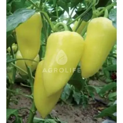 Paradise / Парадіз