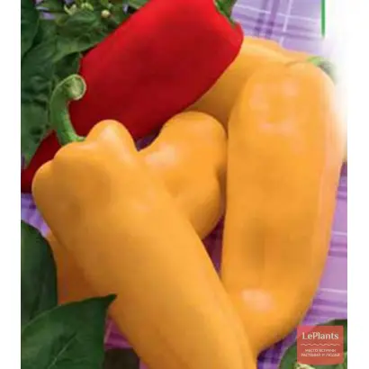 Пионер / Піонер