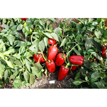 Подарок Молдовы / Подарок Молдови