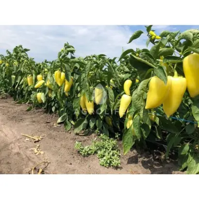 Snowwhite / Сноувайт