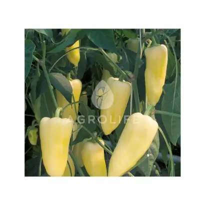 Century F1 / Центурі F1