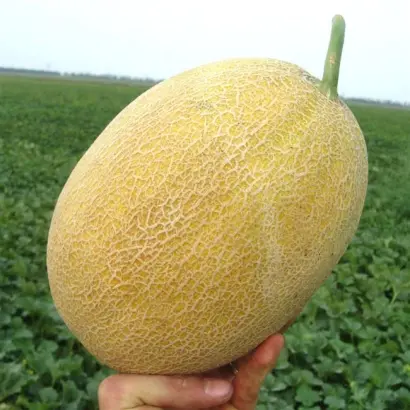 Amal F1 / Амал F1