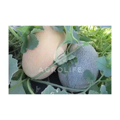 Dayana / ДАЙАНА