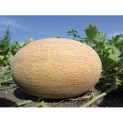 Dakaro / Дакаро