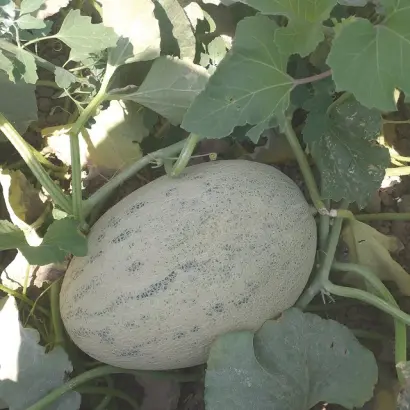 Donpero / Донперо