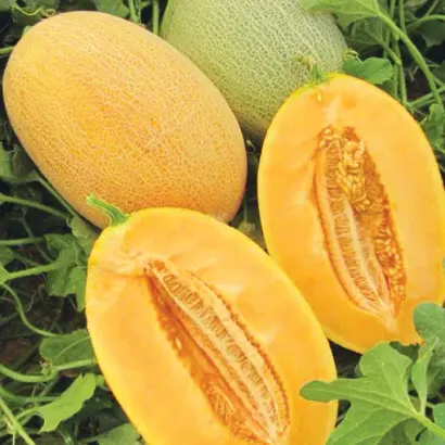 Carriere / Кар'єра