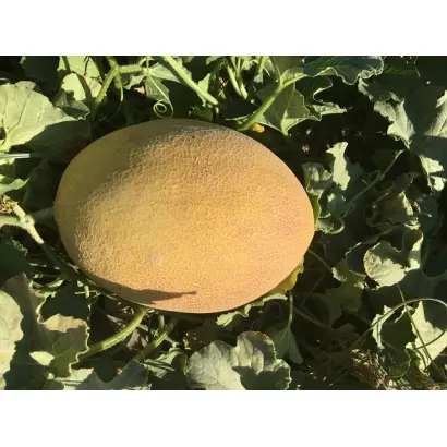 Lookstar / Лукстар