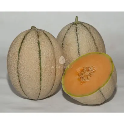 MASSIMO / МАССІМО