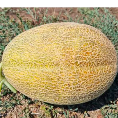 Megarin / Мегарин