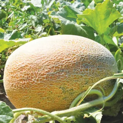 Meіron / Мейрон