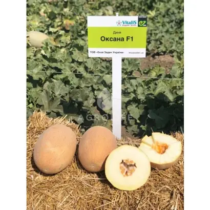 Oksana / Оксана