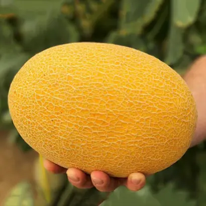 Radmila / Радміла