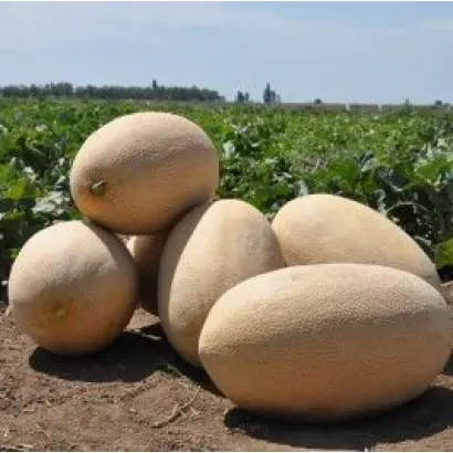 Raymond F1 / Раймонд F1