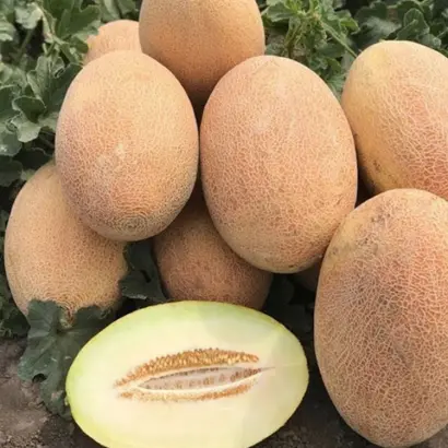 Rebecca / Ребекка