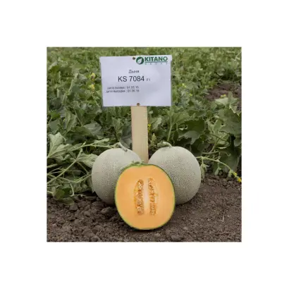 Sevinta / Севінта