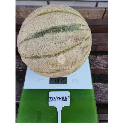 TALISMAN / ТАЛІСМАН