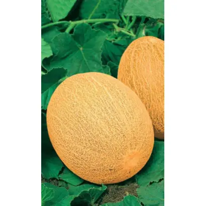 Ananas / Ананас