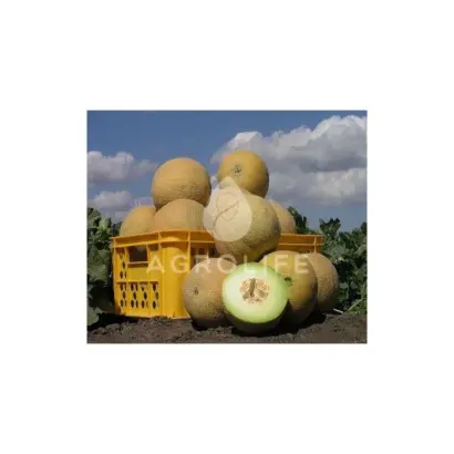 Waller / Воллер