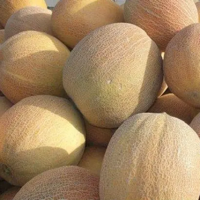 Гопринка (Тавричанка) / Гопрінка