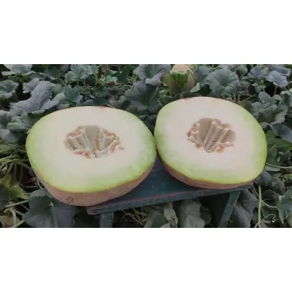 Zaryana F1 / Заряна F1