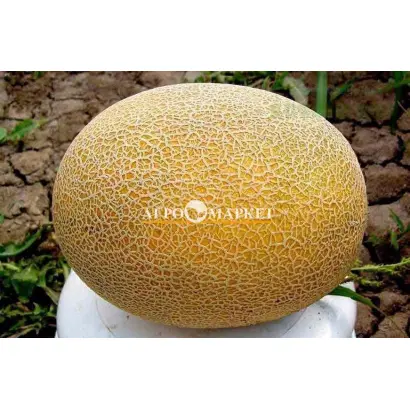 Caramel CL F1 / Карамель КЛ F1