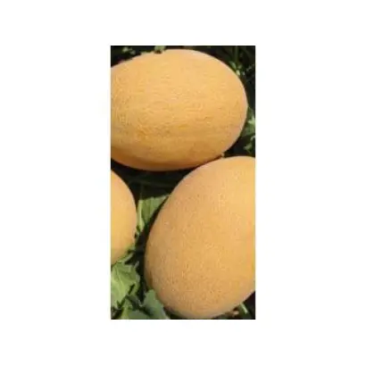 Monarch / Монарх