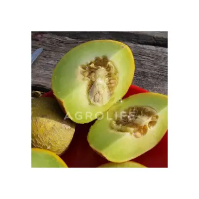 Passport F1 / Паспорт F1