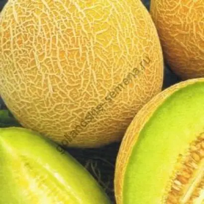 Полидор II F1