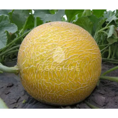 Roxolana / Роксолана