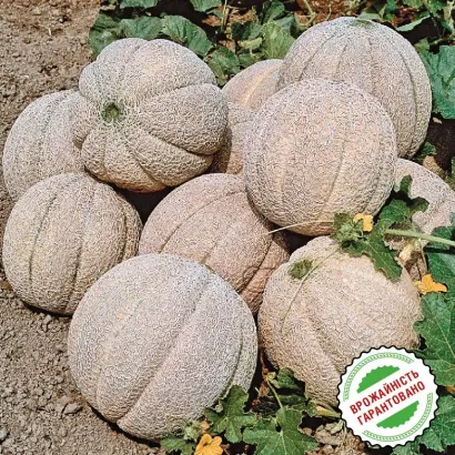 Super Star F1 / Супер Стар F1