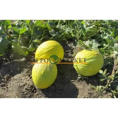 Forban / Форбан