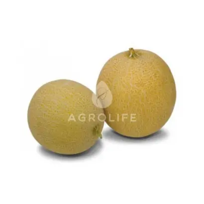 Сега F1 / Cега F1