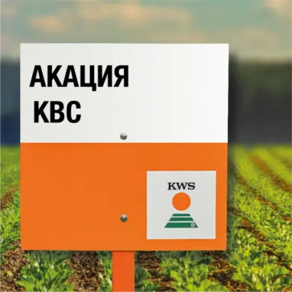 AKAZIA KWS / АКАЦІЯ КВС