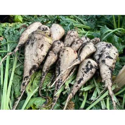 Alegra / Алегра