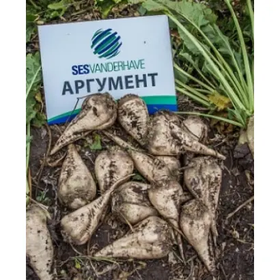 Argument / АРГУМЕНТ