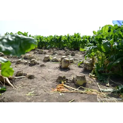 ARCADIA / АРКАДІЯ