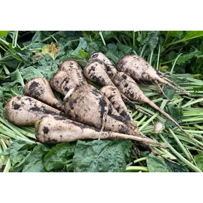 ARMESA / АРМЕСА