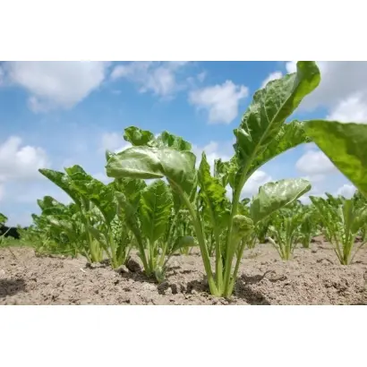 BTS 9975 / БТС 9975