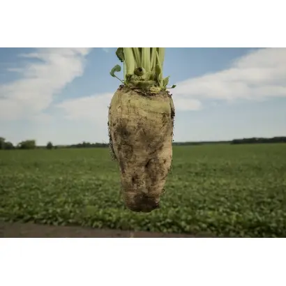 KARPATY / КАРПАТИ