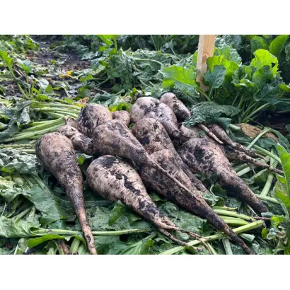 Limousine / Лімозіне