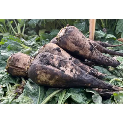 Monsun / Монсан